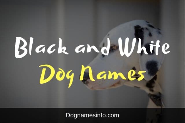 Black and White Dog Names