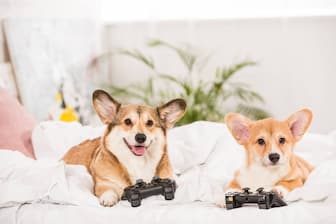 Cool Video Game Puppy Names