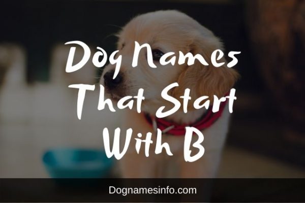 Ultimate List of 100+ Best and Brilliant Dog Names That Start With B 2022