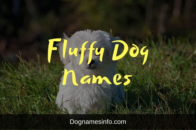 A Complete List of Top 170+ Fluffy Dog Names 2022