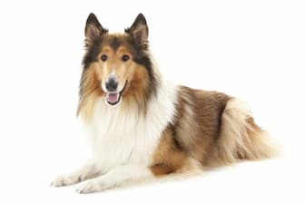 Funny Names for Fluffy Dogs