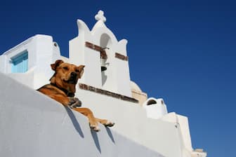 Greek Mythology Dog Names with Meanings