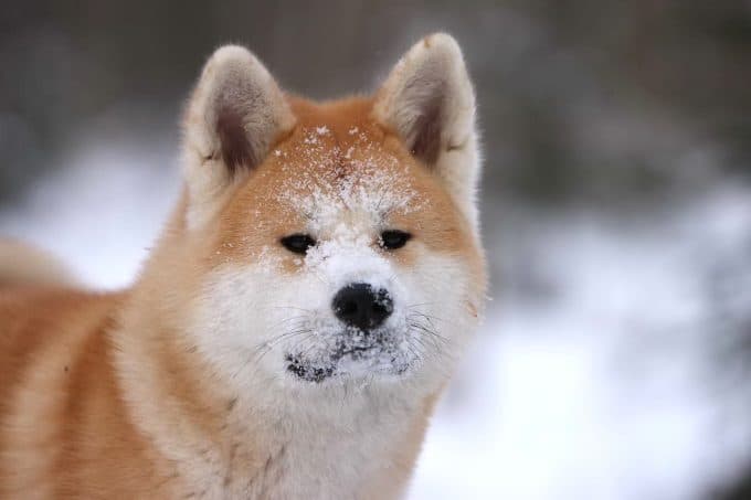 Akita Dog Names 2021 150+ Names for Japanese