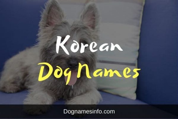 151+ Korean Dog Names and Meanings for Male and Female Dogs 2022