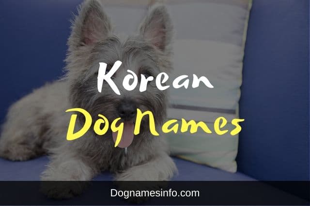 151 Korean Dog Names And Meanings For Male And Female Puppies