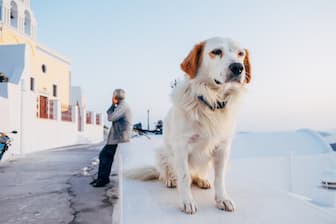 Traditional Greek Names for Dogs