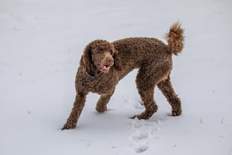 Brown Names for Poodles