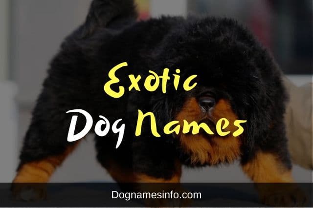 Exotic Dog Names