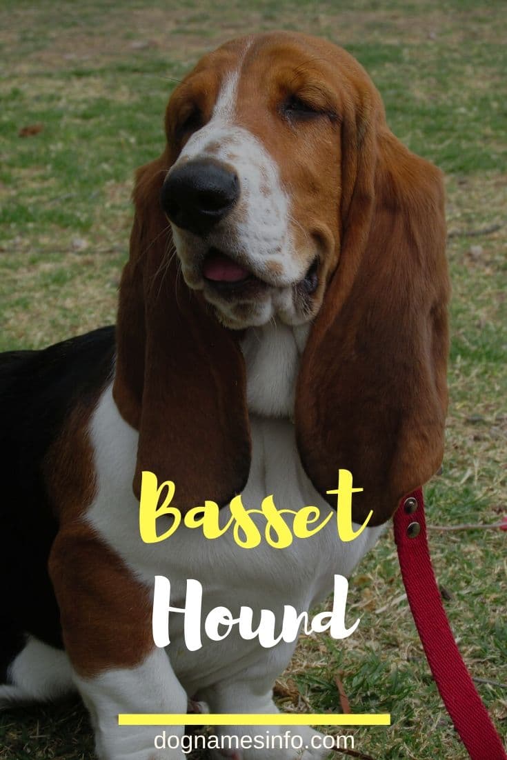 Names for Basset Hound Dogs