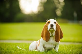 Old Fashioned Names for Basset Hounds