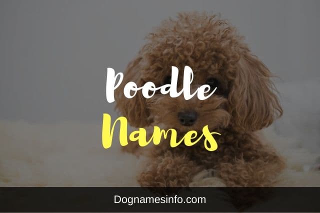 Poodle Names