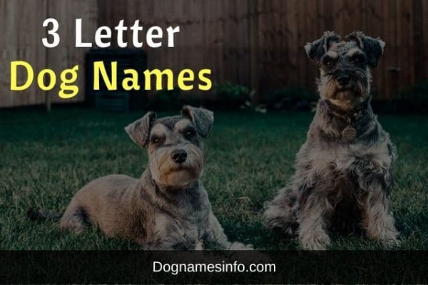 a-catchy-list-of-top-100-short-three-letter-dog-names-2022