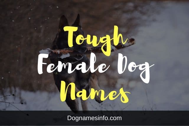 Tough Female Dog Names