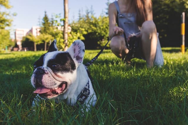 black-and-white-french-bulldog-lying-on-green-grass