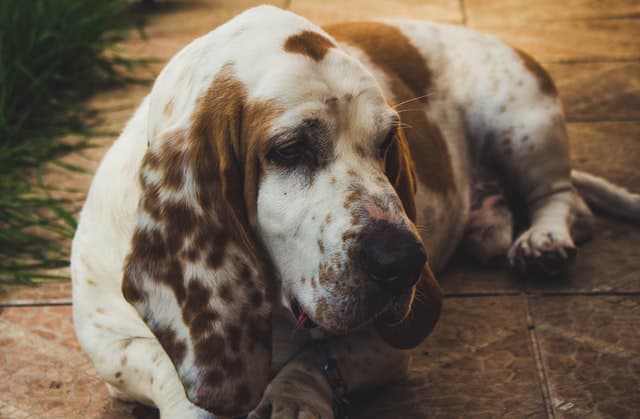 brown-and-white-basset-hound