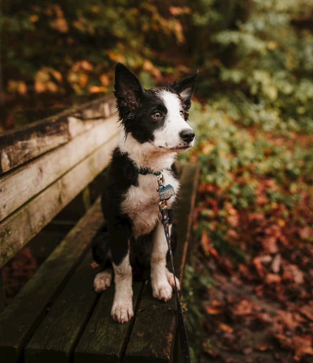 Cajun Male Puppy Names