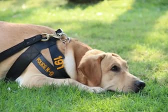 100 Military German Shepherd Dog Names