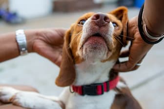 Unique Female Dog Names for Beagles