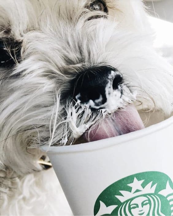 Coffee Inspired Dog Name