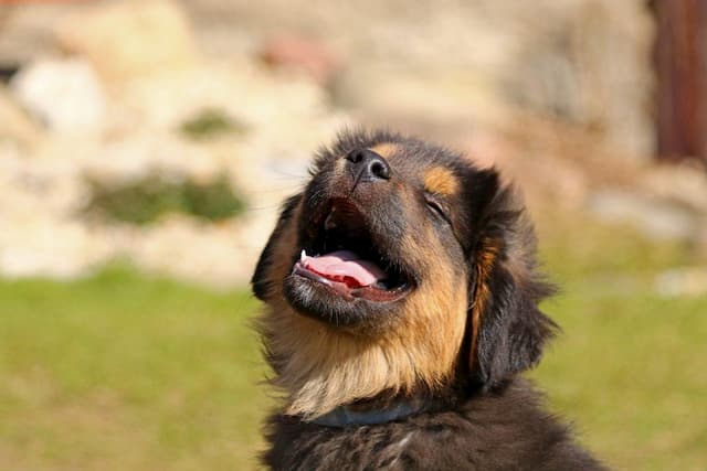 smiling-laughing-funny-puppy_pixabay-1536x1024