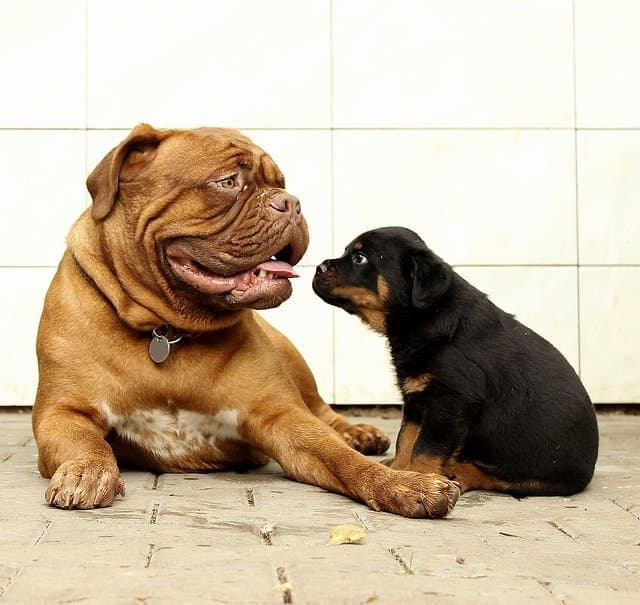 Background-Rottweiler-Dog-Thoroughbred-Puppy