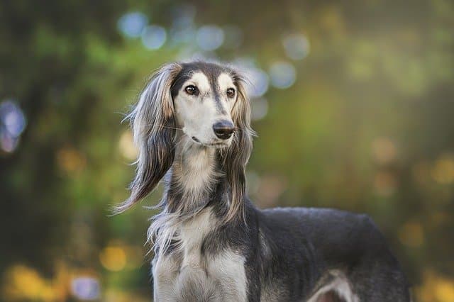 Male Names for Greyhound