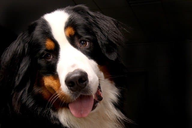 Swiss Dog Names for Bernese mountain dog