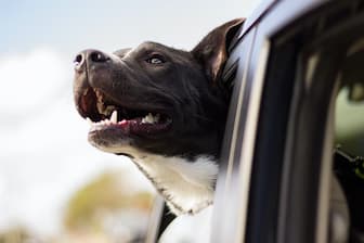 Unique Boy Dog Names Inspired by Cars
