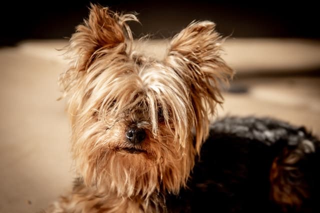Yorkshire Terrier Names ?x78475