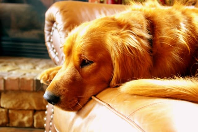Badass Dog Names for Golden Retriever