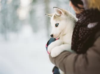 Unique Names for Blue Eyed Dogs