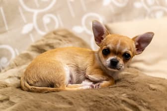 A List of 300+ Female Chihuahua Names and Meanings 2023