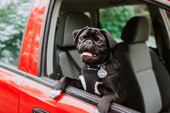 Cool Car Names for Dogs