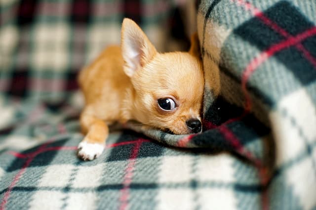 Female Chihuahua Dog names