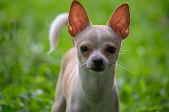 Female Chihuahua Puppy Names