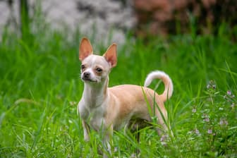 Spanish Dog Names for Female Chihuahuas