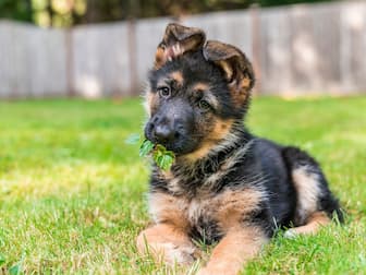 Badass Female Dog Names for Pairs of German Shepherds
