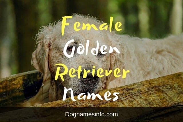 ultimate-list-of-top-500-female-golden-retriever-names-2023