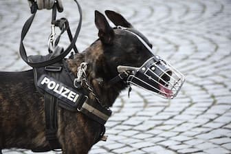 Law Enforcement Dog Names