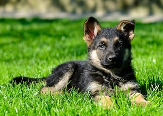 Police and Military Related German Shepherd Names for Females