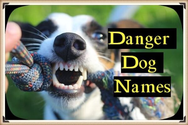 100-top-most-danger-dog-names-for-scary-fierce-and-strong-puppies