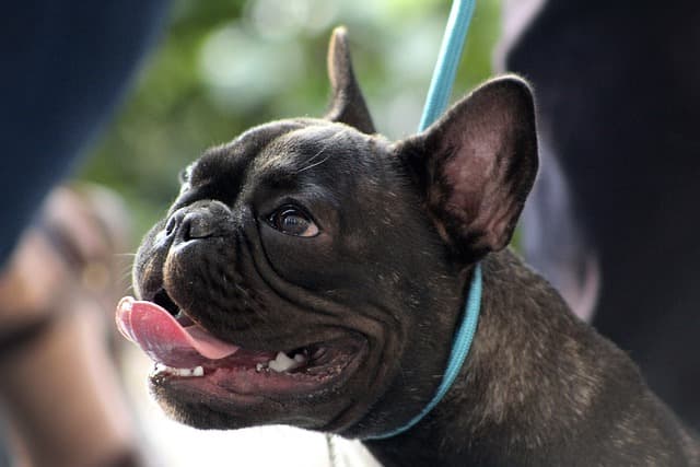 Excited Female French Bulldog Names