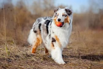 Fiery Names for Red Merle Aussies
