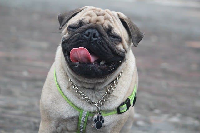 funny expression of Pug