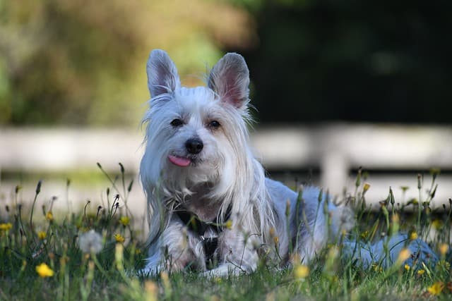 26++ Male chinese crested names ideas in 2021 