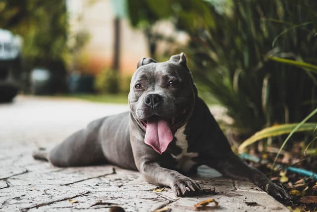 The 300 Best Blue Nose Pitbull Names For Your New Puppy 2022