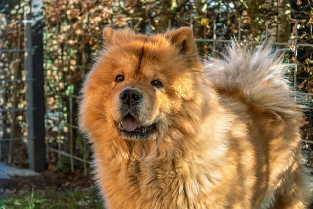 Chow Chow Dog Names