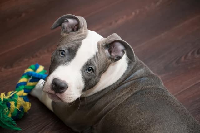 The 300 Best Blue Nose Pitbull Names For Your New Puppy 2022