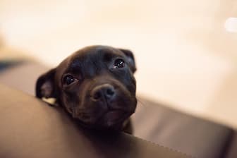 Tough Staffy Names for Male and Female Pup
