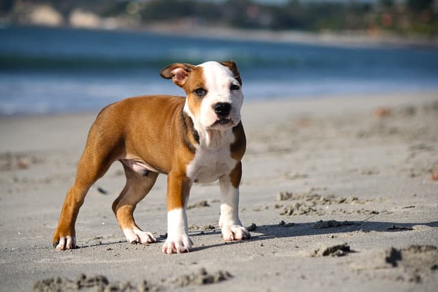 Exotic Pitbull Names for Dogs